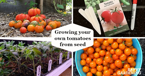 Seeds or Seedlings? Picking the Perfect Tomato for Your Garden